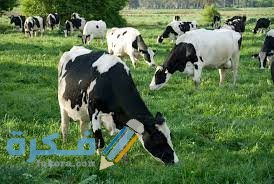 دراسة جدوى مشروع تربية وتسمين العجول في 180 يوم