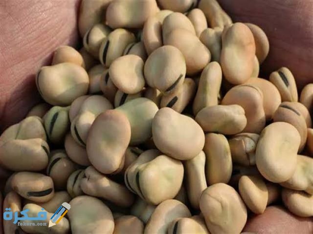مدة هضم الفول في المعدة