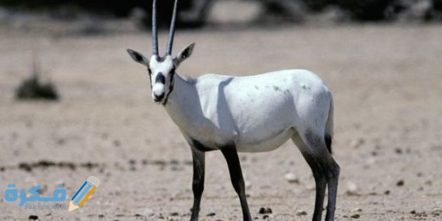 الحيوانات المهددة بالانقراض