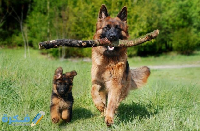 IMG ٢٠٢٠٠٤١٦ ٠٥٤٧١٨ 1