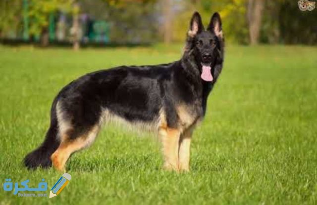 IMG ٢٠٢٠٠٤١٦ ٠٥٤٨٥٠