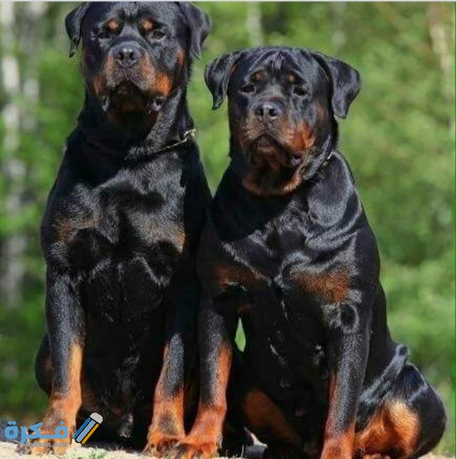 IMG ٢٠٢٠٠٤١٦ ٠٦٢٤٢٦