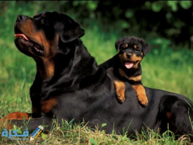 IMG ٢٠٢٠٠٤١٦ ٠٦٢٤٤٣