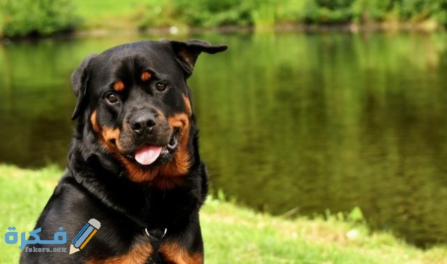 IMG ٢٠٢٠٠٤١٦ ٠٦٢٥٠٣