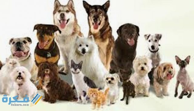 IMG ٢٠٢٠٠٤١٦ ١١٢٢٢٠