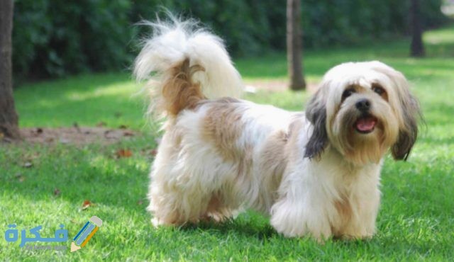 اسعار الكلاب اللولو