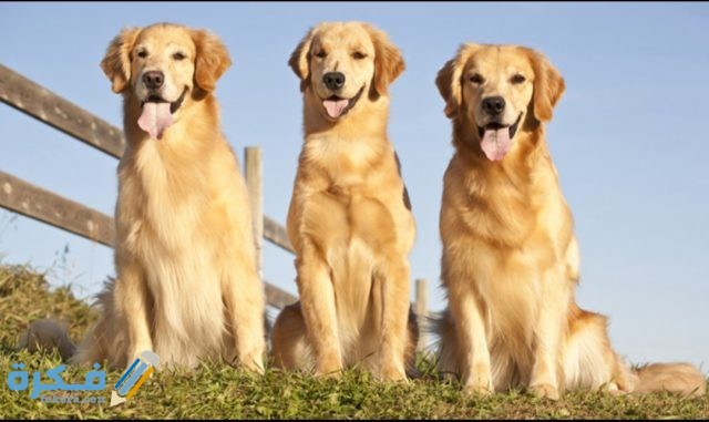 IMG ٢٠٢٠٠٤١٦ ١٤٢١٢٧