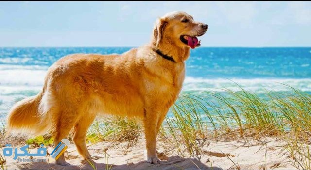 IMG ٢٠٢٠٠٤١٦ ١٤٢١٤٣