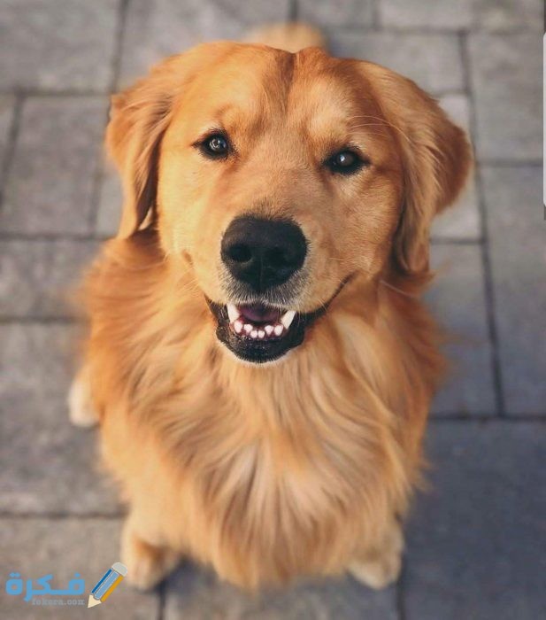 IMG ٢٠٢٠٠٤١٦ ١٤٢٢١٥