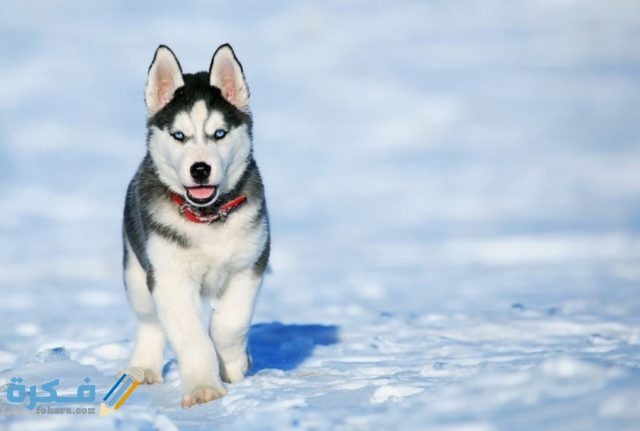 IMG ٢٠٢٠٠٤١٦ ١٥٠١٢٥