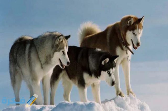 IMG ٢٠٢٠٠٤١٦ ١٥٠١٥٢