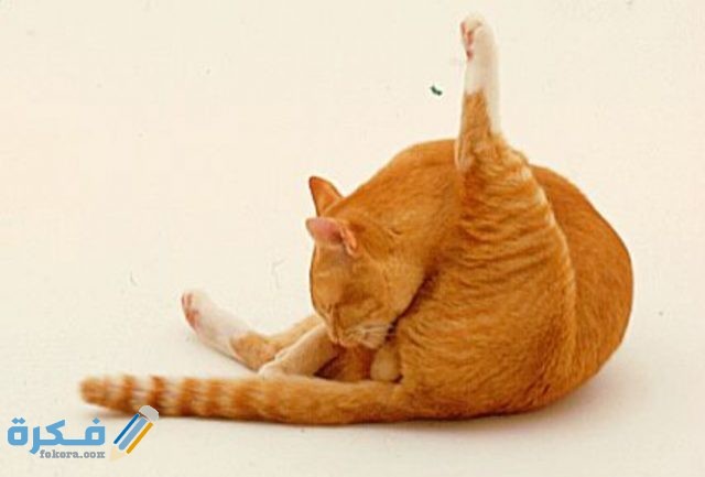 IMG ٢٠٢٠٠٤١٧ ١٥٢٤١٨