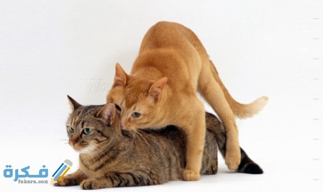 IMG ٢٠٢٠٠٤١٧ ١٥٢٤٣٣