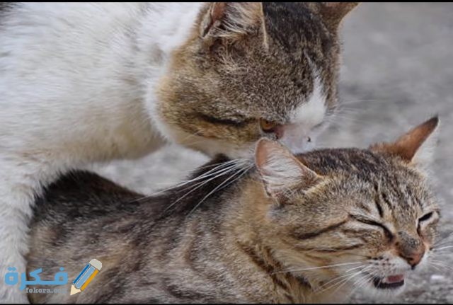 IMG ٢٠٢٠٠٤١٧ ١٥٣٨٣٩