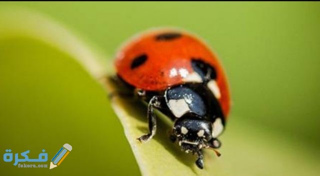 الدعسوقة IMG ٢٠٢٠٠٤٢١ ١٣٥٠٢٣