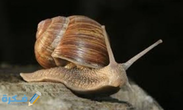 الرخويات IMG ٢٠٢٠٠٤٢١ ١٣٥٠٣٨