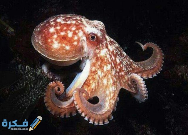 الاخطبوط IMG ٢٠٢٠٠٤٢١ ١٣٥٠٥١