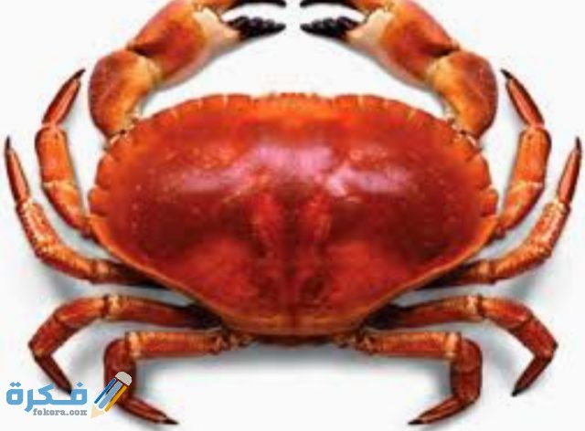 السلطعون IMG ٢٠٢٠٠٤٢١ ١٣٥١١١