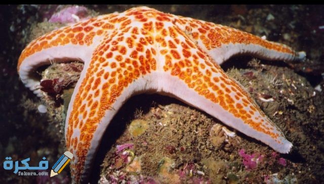 نجم البحر IMG ٢٠٢٠٠٤٢١ ١٣٥١٢٧