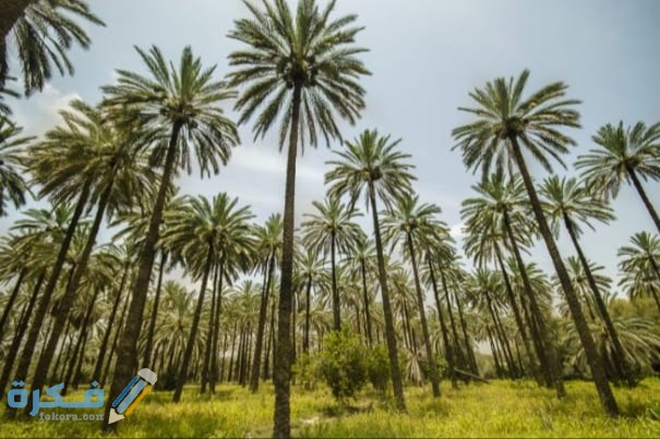 IMG ٢٠٢٠٠٤٢٢ ١٥٢٨١٢