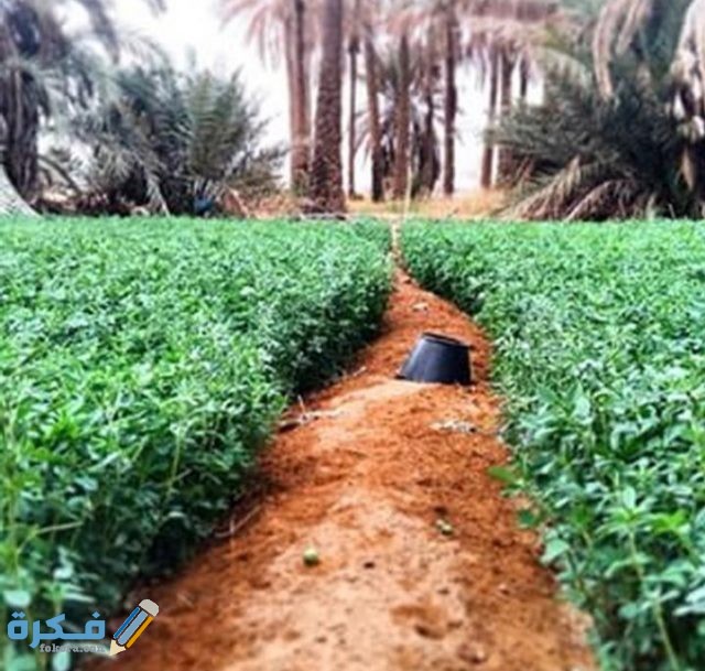 IMG ٢٠٢٠٠٤٢٢ ١٥٣٢٤٩