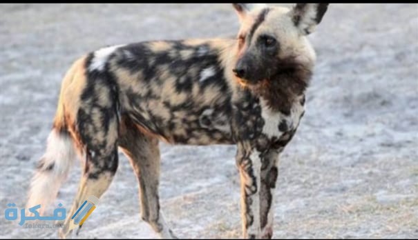 IMG ٢٠٢٠٠٤٢٢ ١٦٥٦٣٧