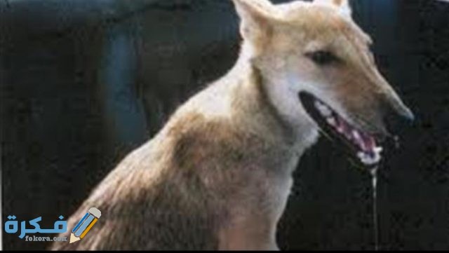 IMG ٢٠٢٠٠٤٢٢ ١٦٥٦٥١