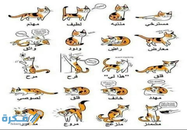 IMG ٢٠٢٠٠٤٢٦ ٢١٢٩٥٥