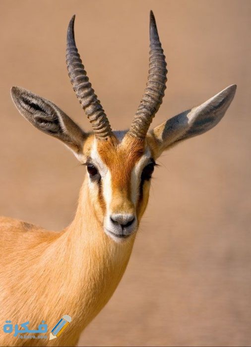 أسماء الغزال IMG ٢٠٢٠٠٤٢٨ ١٦١٨١٢