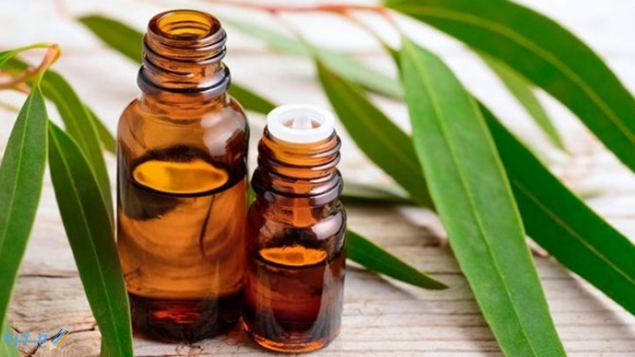 نبذة عن الكالبتوس