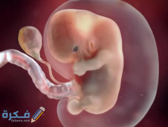 ألم أسفل البطن للحامل في الشهر السادس