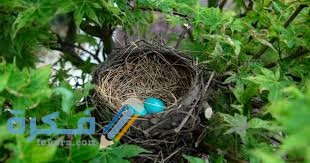 تفسير رؤية بيض العصافير