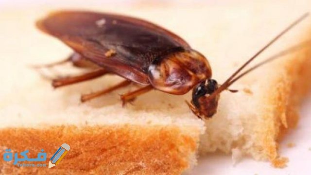 استخدام مسكنات الألم لتهدئة الألم المرتبط بآفة اللوز استخدام مسكنات الألم لتهدئة الألم المرتبط بآفة اللوز