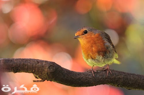 robin bird on branch in the garden