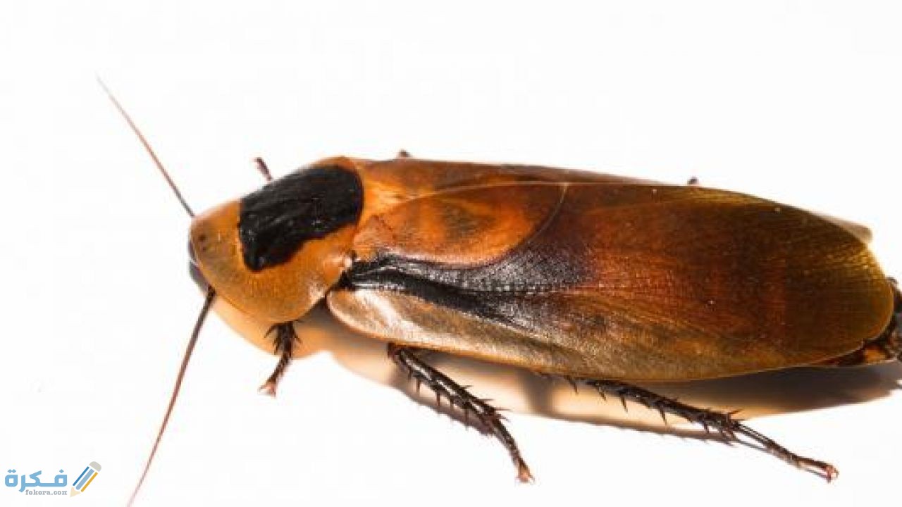 شرح خطوات التخلص من صراصير المطبخ 5 استخدام مسكنات الألم لتهدئة الألم المرتبط بآفة اللوز