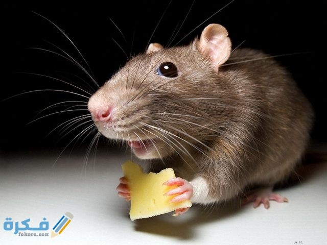 أفضل-طريقة-لقتل-الفئران أفضل-طريقة-لقتل-الفئران