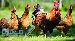 مدة هضم الدجاج في الجسم