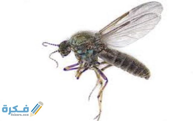 طريقة-التخلص-من-الهاموش