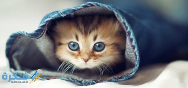 IMG ٢٠٢٠٠٥٠٣ ٢١٠٦٣٨