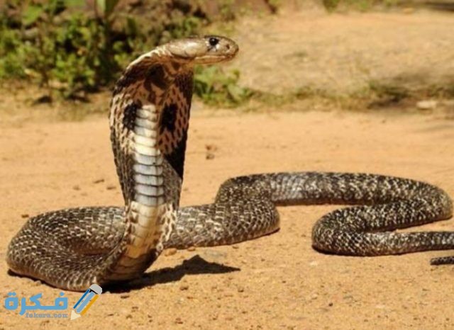 أسماء الثعابين