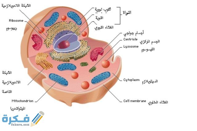 IMG ٢٠٢٠٠٥٣١ ١٦١٦٣٤