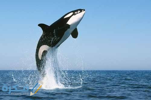 ما هو الحيوان المائي الذي يلد ولا يبيض ؟