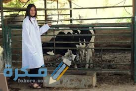 مجالات العمل المتاحة لخريجى طب بيطرى