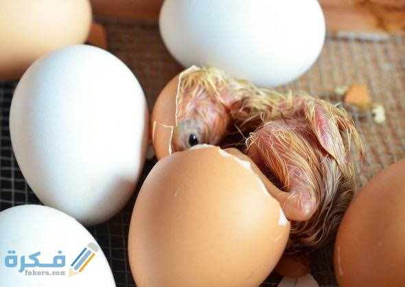 تفسير رؤية بيض الحمام يفقس
