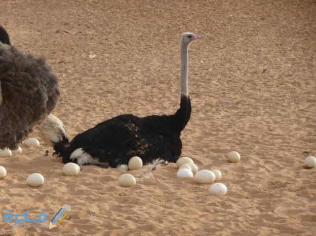 تفسير رؤية بيض الديك الرومي