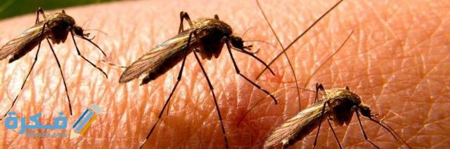 طريقة التخلص من لدغة البعوض