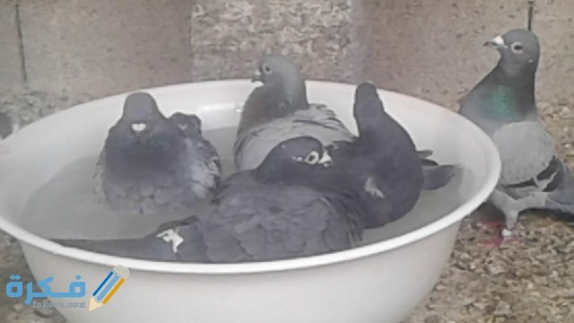 طريقة التخلص من طيور الحمام طريقة التخلص من طيور الحمام