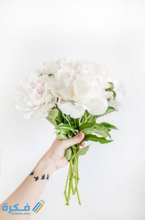 pexels photo 1109561