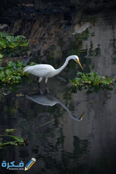 صور مناظر طبيعية جميلة 2021 pexels photo 4055322