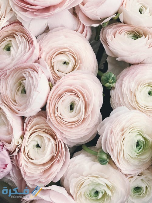 pexels photo 931178 1